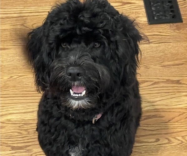 Medium Photo #1 Portuguese Water Dog Puppy For Sale in WOODSTOCK, GA, USA