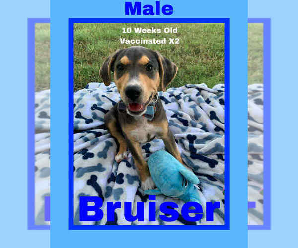 Medium Photo #1 Mutt Puppy For Sale in FRAMINGHAM, MA, USA