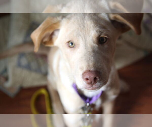 Medium Photo #1 Labrador Retriever-Unknown Mix Puppy For Sale in Binghamton, NY, USA