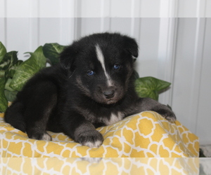 Goberian Puppy for sale in CANON CITY, CO, USA
