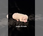 Small Photo #2 American Bulldog Puppy For Sale in INDEPENDENCE, MO, USA