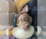 Small #5 American Pit Bull Terrier