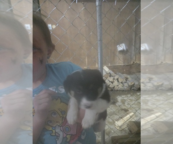 Medium Photo #3 Border Collie Puppy For Sale in LEBANON, MO, USA