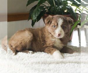 Border Collie Puppy for sale in MANHEIM, PA, USA