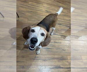 Mabel Joy - Female Beagle Dog for Adoption - Photo #18