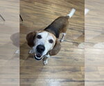 Small #17 Beagle