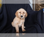 Small Photo #2 Labradoodle Puppy For Sale in SHILOH, OH, USA