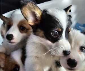 Pembroke Welsh Corgi Puppy for sale in BAYTOWN, TX, USA