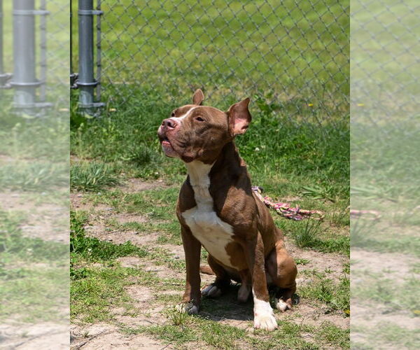 Medium Photo #9 American Pit Bull Terrier Puppy For Sale in Glen Allen, VA, USA