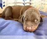 Puppy Puppy Red 2 Doberman Pinscher