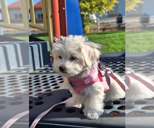 Medium Photo #2 Maltese Puppy For Sale in BEAR RIVER, WY, USA