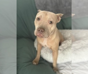 Mutt Dogs for adoption in Catasauqua, PA, USA