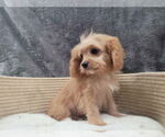 Small #2 Cavapoo (Miniature)