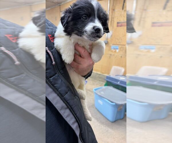 Medium Photo #1 Mutt Puppy For Sale in Calgary, Alberta, Canada