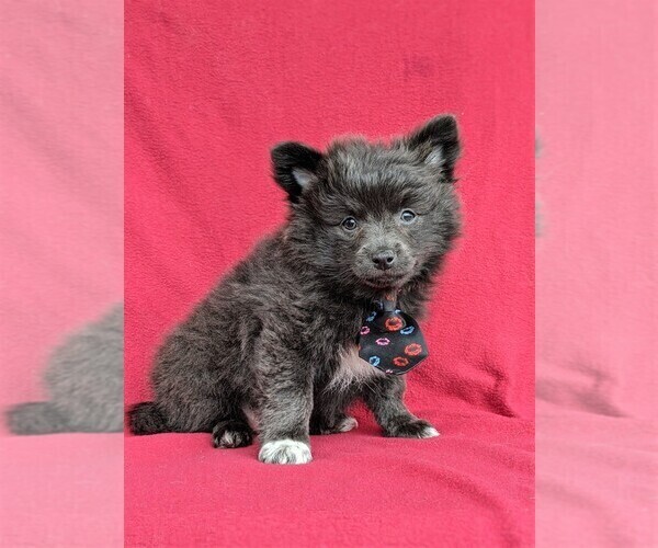 Medium Photo #2 Chiranian Puppy For Sale in NEW FREEDOM, PA, USA
