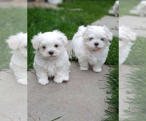 Maltese Puppy for Sale in ALTAMONTE SPRINGS, Florida USA