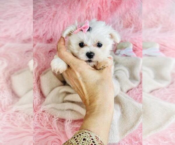Medium Photo #19 Maltese Puppy For Sale in THONOTOSASSA, FL, USA