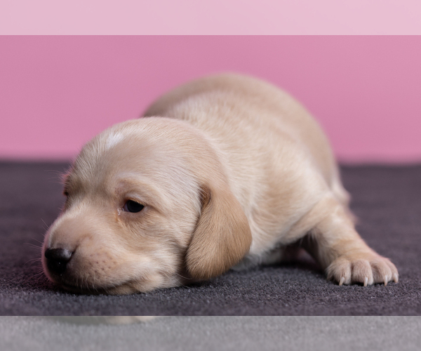 Medium Photo #28 Dachshund Puppy For Sale in CROWLEY, TX, USA