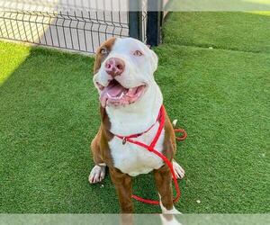 Labrador Retriever-Unknown Mix Dogs for adoption in Orange, CA, USA