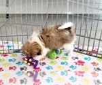 Small #6 Japanese Chin