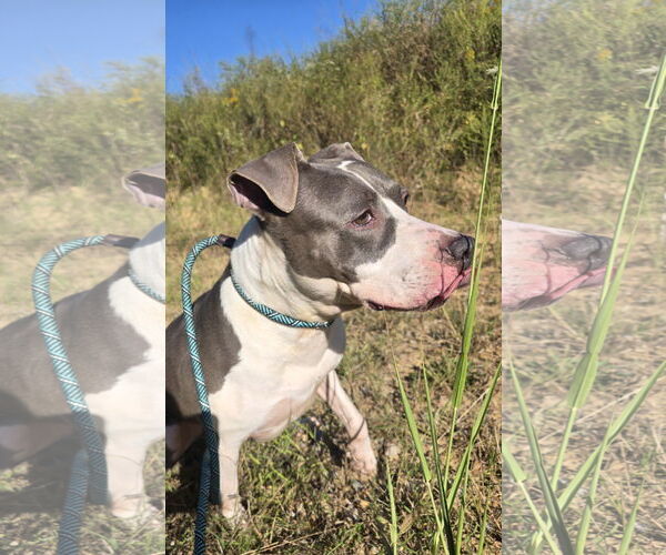 Medium Photo #2 American Staffordshire Terrier-Unknown Mix Puppy For Sale in Jackson, MS, USA