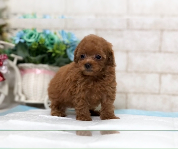 Medium Photo #4 Poodle (Miniature) Puppy For Sale in LOS ANGELES, CA, USA