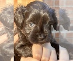 Puppy Rosie Schnauzer (Miniature)