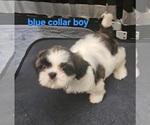 Small #1 Shih Tzu