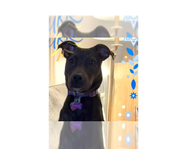 Medium Photo #9 American Pit Bull Terrier-Unknown Mix Puppy For Sale in New York, NY, USA