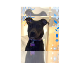 Small #8 American Pit Bull Terrier Mix