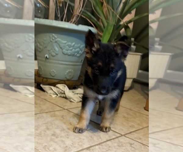Medium Photo #1 German Shepherd Dog Puppy For Sale in SEAGROVE, NC, USA