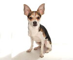 Small #2 Chihuahua Mix