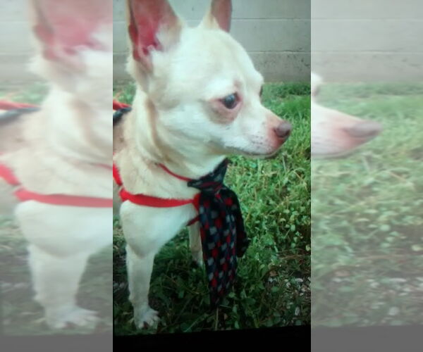 Medium Photo #6 Chihuahua-Unknown Mix Puppy For Sale in FAIRLAWN, OH, USA