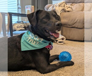 Labrador Retriever-Unknown Mix Dogs for adoption in Fargo, ND, USA