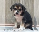 Small #1 Beagle-Pomsky Mix