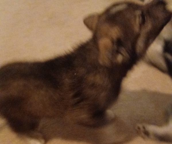 Medium Photo #8 Gerberian Shepsky Puppy For Sale in EDMORE, MI, USA