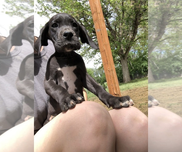 Medium Photo #1 Great Dane Puppy For Sale in CALDWELL, ID, USA