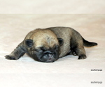 Small #13 Pug