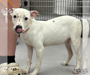 Labrador Retriever-Unknown Mix Dogs for adoption in Washington, DC, USA