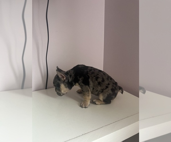 Medium Photo #10 French Bulldog Puppy For Sale in OSWEGO, IL, USA