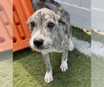 Small #1 Catahoula Leopard Dog-Great Pyrenees Mix