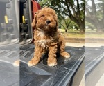 Small #6 Miniature Pinscher-Poodle (Toy) Mix