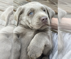Labrador Retriever Puppy for Sale in KNOXVILLE, Georgia USA