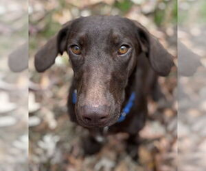 Weimaraner Mix Dog for Adoption in Boston, Massachusetts USA
