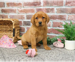 Small #2 Labrador Retriever