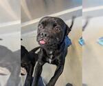 Small Pug Mix