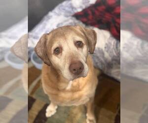 Golden Labrador Dogs for adoption in Holland, MI, USA