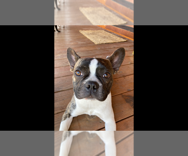 Medium Photo #3 French Bullhuahua-Pug Mix Puppy For Sale in PARIS, TX, USA