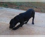 Small Photo #7 Labrador Retriever Puppy For Sale in GRANTS PASS, OR, USA