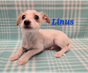 Chihuahua-Unknown Mix Dogs for adoption in Modesto, CA, USA